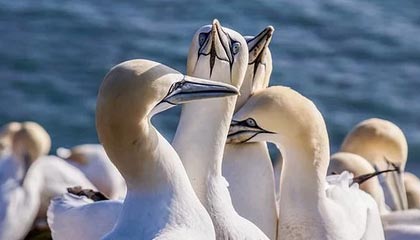 开云ios-亚洲球队斩获国际杯赛冠军，实力获国际认可，2020亚洲杯主办国