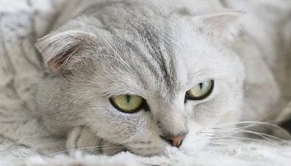 开云官网-女子冰壶世锦赛中国队小组出线，晋级淘汰赛，2022年女子冰壶世锦赛